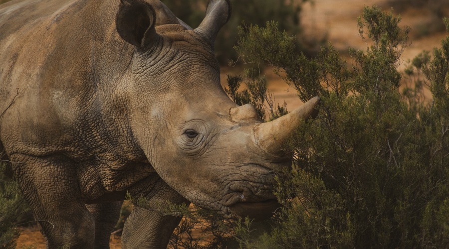 Black rhino in Ngorongoro Crater